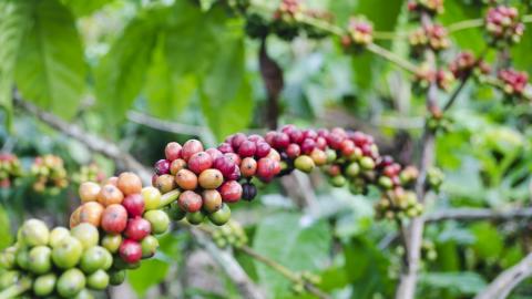Coffee trees produce fleshy fruit, being bright red, purple or yellow in colour, that are known as coffee cherries or coffee berries, with two nut-like seeds that each contain a coffee bean 