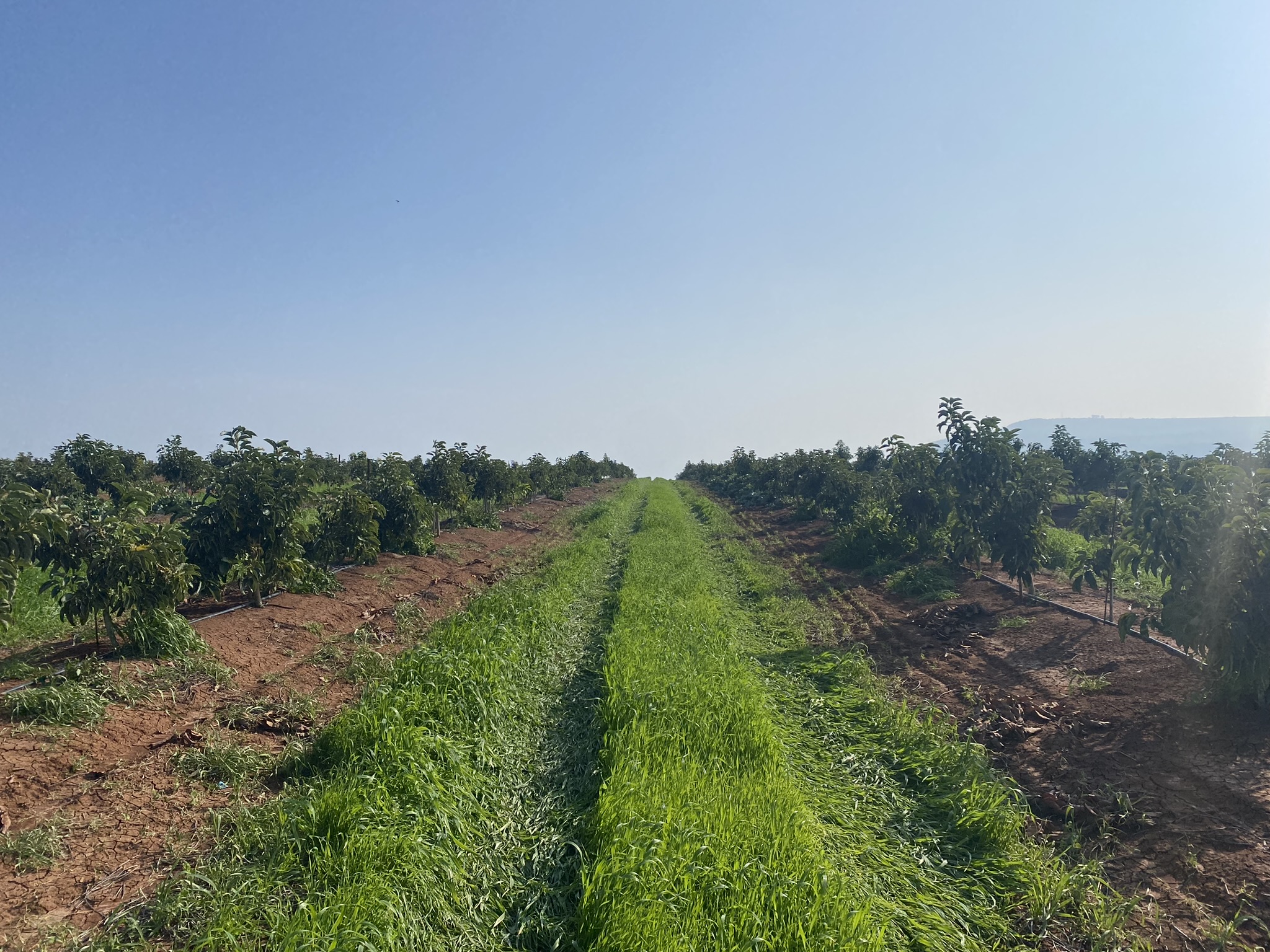 Cover crops