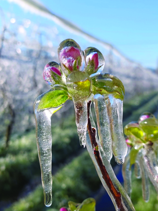 In Austria, Farmsolutions, a prominent agricultural engineering company, has been utilizing wobbling sprinkler technology in their apple orchards with significant results.