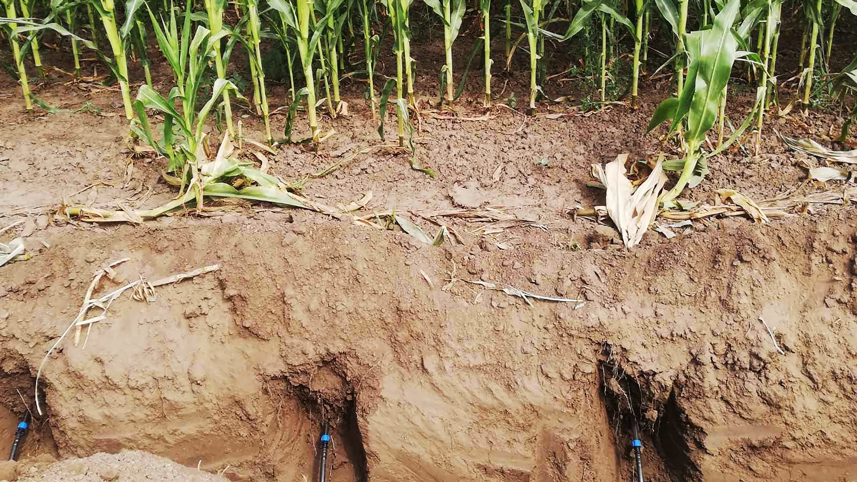 irrigation goutte-à-goutte enterré Pipelife