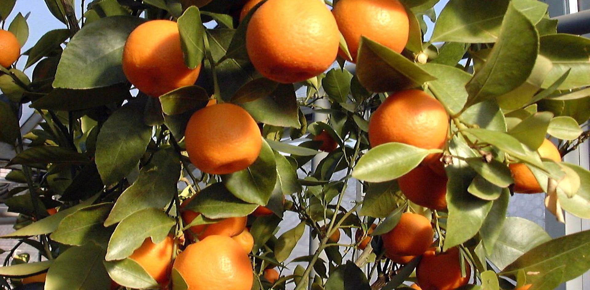 Viveros Alcanar has two activities, a nursery for citrus plants covering 40 hectares and a citrus production operation in pots which covers 12 hectares
