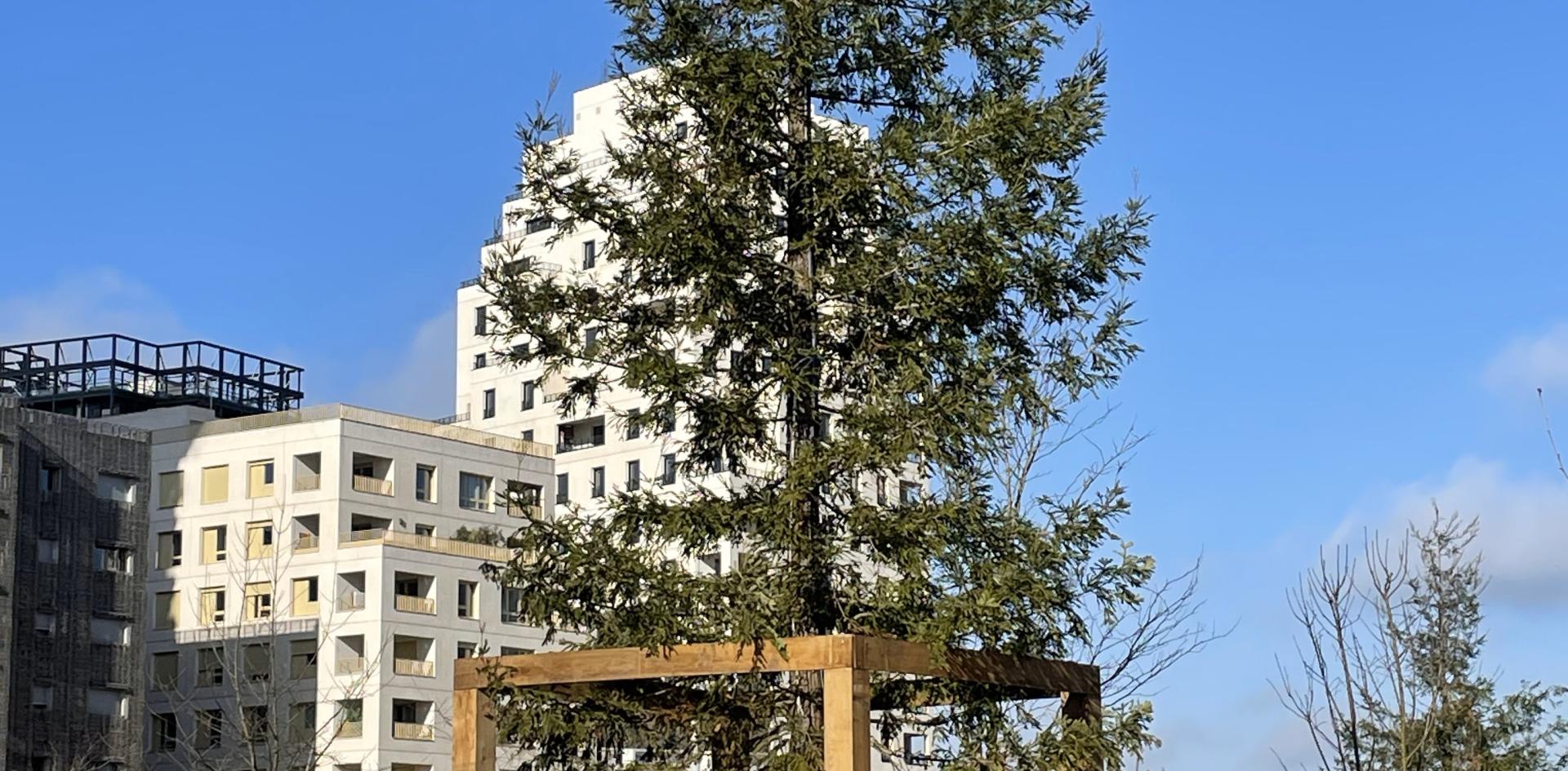 5 sequoias de 15 mètres de haut plantés dans un parc de la ville d’Asnières