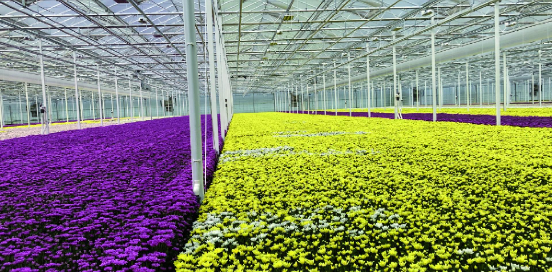 production of flowers in greenhouses in Holland
