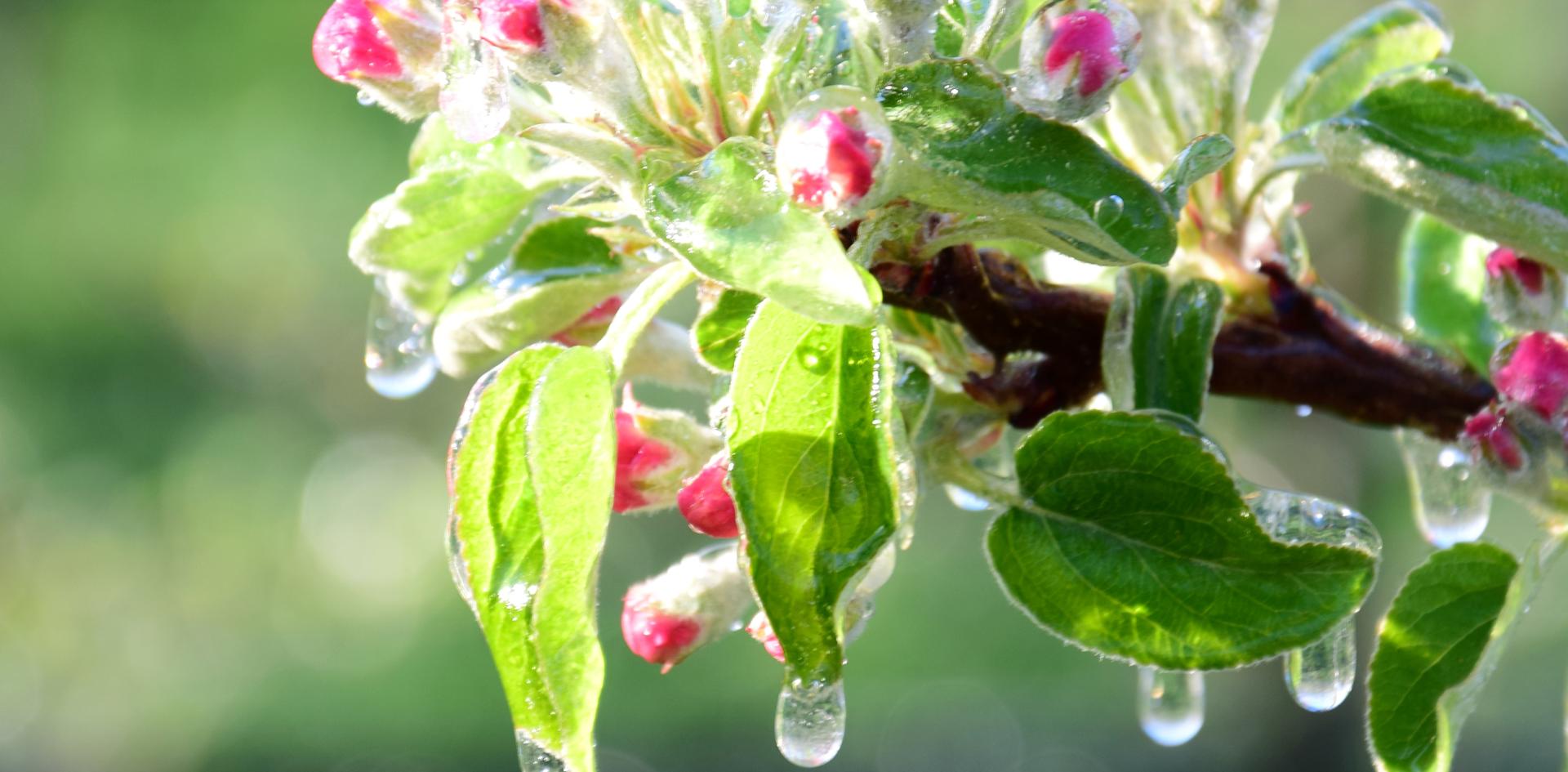 How to protect crops for frost: effective solutions