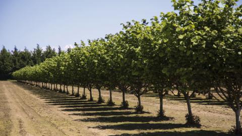 THROUGHOUT FRANCE AS A WHOLE, MORE THAN 60% OF WALNUT ORCHARDS ARE STILL NOT IRRIGATED. AND AMONG THE ORCHARDS THAT ARE IRRIGATED, BARELY A THIRD OF THEM ARE EQUIPPED WITH MICRO-IRRIGATION SYSTEMS.
