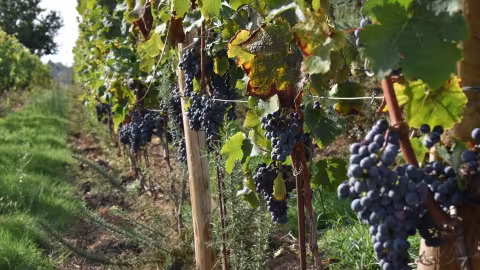 La vigne est considérée comme une culture résistante à la sécheresse en raison de sa structure racinaire, de sa capacité à stocker des réserves et de sa capacité d'adaptation physiologique par la fermeture partielle des stomates. 