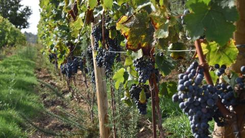 La vigne est considérée comme une culture résistante à la sécheresse en raison de sa structure racinaire, de sa capacité à stocker des réserves et de sa capacité d'adaptation physiologique par la fermeture partielle des stomates. 