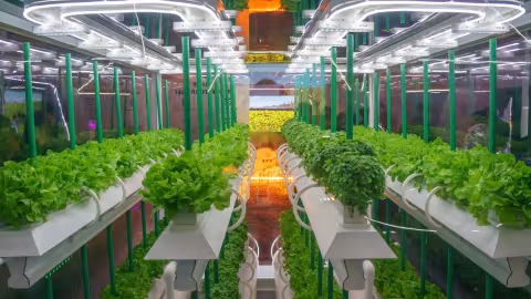 Is hydroponic Irrigation ?