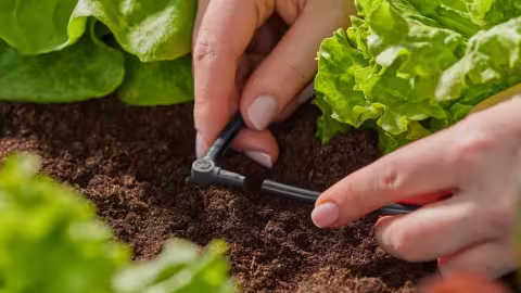 Au potager, il est possible de produire autant avec moins d’eau. Vous pouvez économiser l’eau grâce à des pratiques et des solutions d’arrosage efficaces