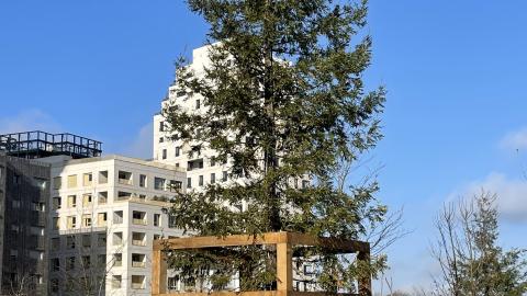 5 sequoias de 15 mètres de haut plantés dans un parc de la ville d’Asnières