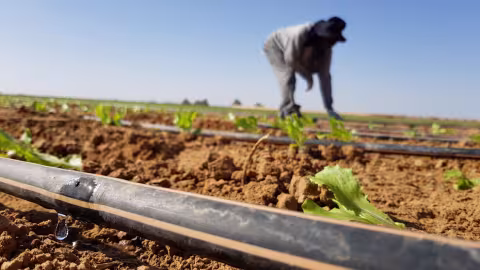 Recyclage des gaines d’irrigation goutte à goutte