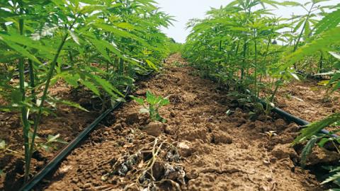 Actuellement, la production de Cannabis Sativa a été consi dérablement réévaluée, suscitant l'intérêt de nombreux agriculteurs recherchant une culture alternative.