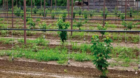 L’irrigation par mini-asperseur est une technique de micro-irrigation localisée fonctionnant à basse pression et dont les installations peuvent être permanentes ou saisonnières.