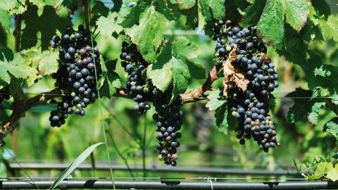 SEVERE WATER STRESS CAN ALTER THE COMPONENTS OF THE HARVESTED GRAPE, DELAY RIPENING AND LEAD TO A LOSS OF PRODUCTION DUE TO THE SHRIVELLING OF THE BERRIES