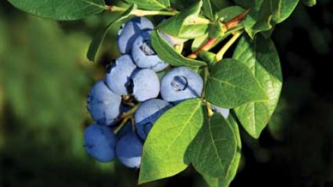 Blueberries have unique growing requirements that require equally unique production methods. Drip irrigation takes the challenge out of blueberry production.