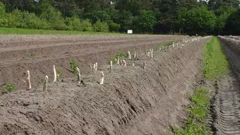 Covid - Asparagus