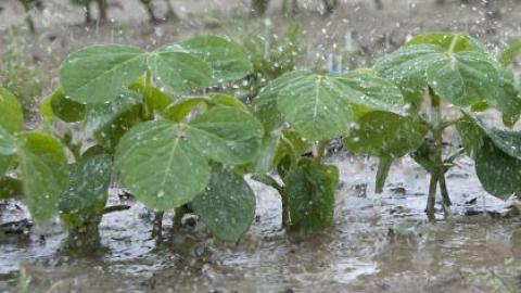 Espagne : Les pluies apportent un répit, les perspectives céréalières s'améliorent, des changements sont attendus en matière d'irrigation