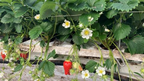 production de fraises hors-sol