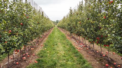 Drip irrigation enabling intensive orchard production