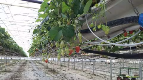 For the correct development of the crop, the irrigation system has to provide a continuous and precise supply of water and nutrients to the plant. The final crop yield resulting from the process will depend on the quality of this irrigation system