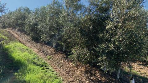 Olives - Portugal