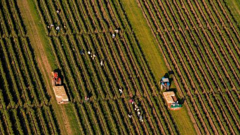 Subsurface drip irrigation