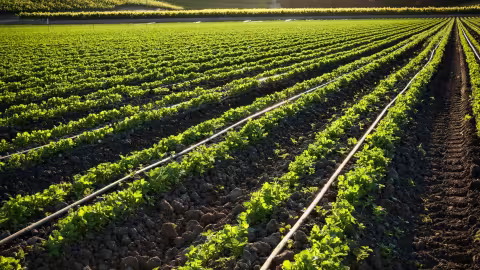 a new visual identity for the Irex Group brands