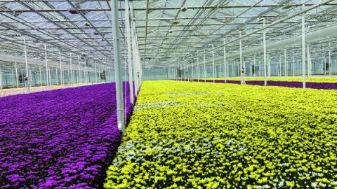 production of flowers in greenhouses in Holland