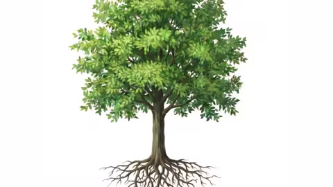 L'arbre n'est pas un climatiseur