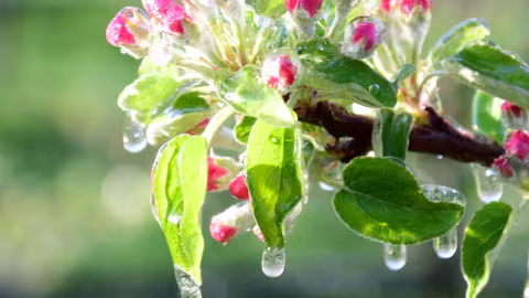 How to protect crops for frost: effective solutions