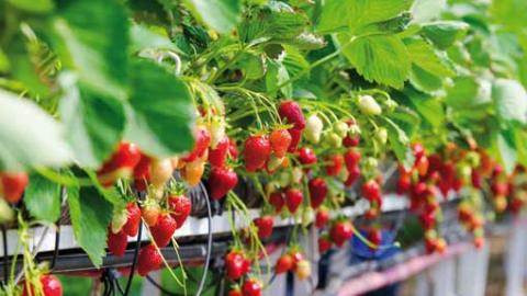 Irrigation management is one of the most important key factors for the successful production of small fruits.
