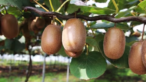 kiwi