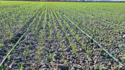 L'irrigation du riz au goutte-à-goutte permet de maintenir le sol à la « capacité au champ », ou à tout autre point de teneur en eau souhaité par le producteur et de garder un sol sain et aéré avec une structure convenable et stable.