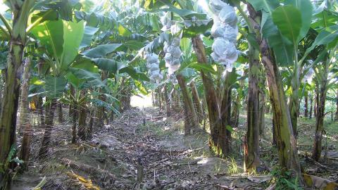 Sprinkler Irrigation Increased Ghana Banana Production By 35 Percent!