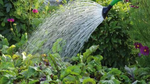 n the autumn and spring, we irrigate in the morning, which gives the water time to soak into the ground during the day rather than stagnating on the surface during the night. 