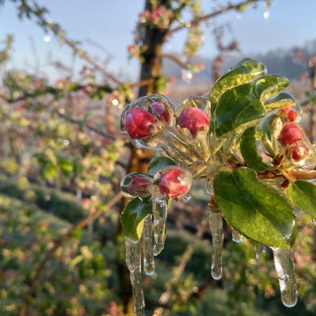 Protéger les récoltes des arbres fruitiers du gel