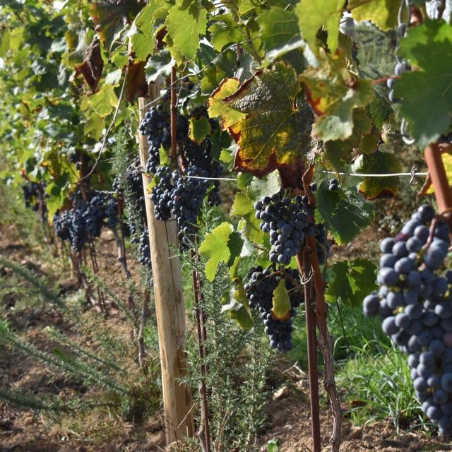 La vigne est considérée comme une culture résistante à la sécheresse en raison de sa structure racinaire, de sa capacité à stocker des réserves et de sa capacité d'adaptation physiologique par la fermeture partielle des stomates. 