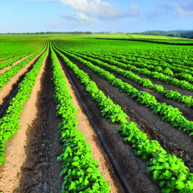 The precision of drip irrigation allows better control of the soil moisture content, thus avoiding waterlogging - a recurring problem with traditional irrigation. This not only improves the quality of the potatoes, but also minimises the risk of diseases linked to excess water.