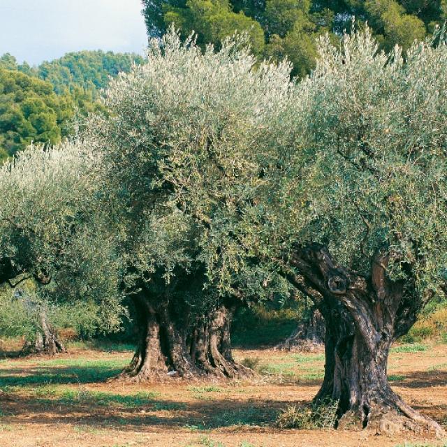 Ancient Olive Tree - Olives Unlimited