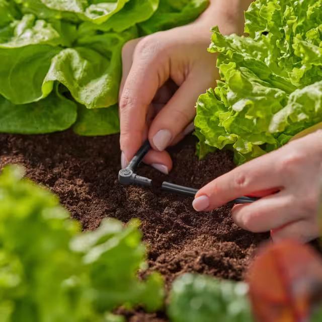 Au potager, il est possible de produire autant avec moins d’eau. Vous pouvez économiser l’eau grâce à des pratiques et des solutions d’arrosage efficaces