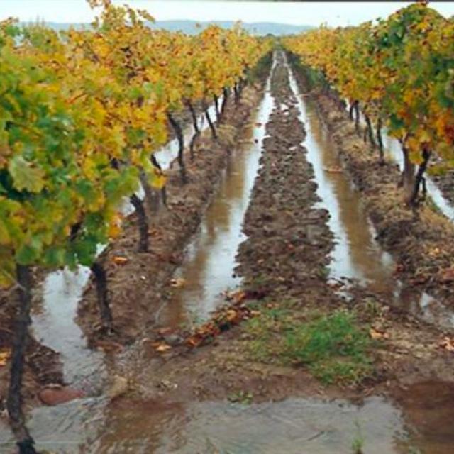 Un Tuyau D'irrigation Goutte à Goutte Se Trouve Sur Le Sol En Israël