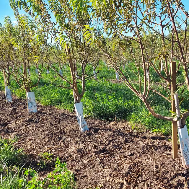 moderniser les pratiques d’irrigation dans l’UE