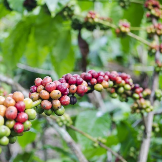 Le Grain De Café Est Une Graine De La Plante Coffea Et La Source