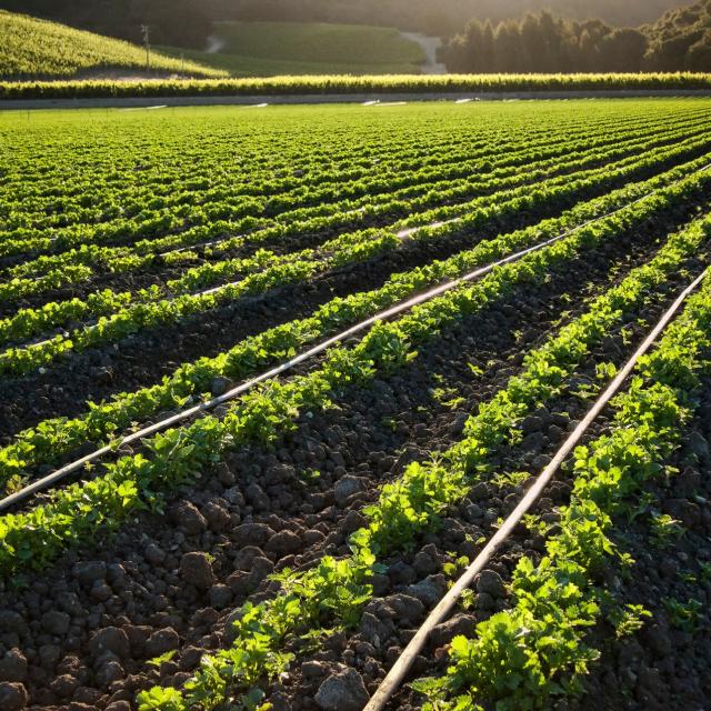 a new visual identity for the Irex Group brands