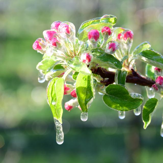 How to protect crops for frost: effective solutions