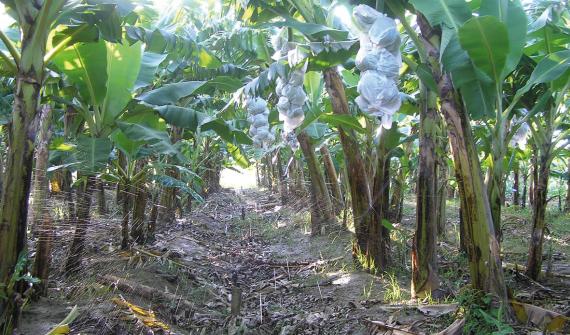 Sprinkler Irrigation Increased Ghana Banana Production By 35 Percent!